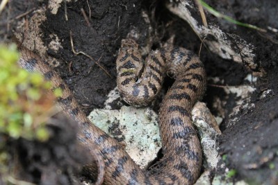 We didn't find alpine salamander at mt. Treskavica, but there was European adder - Vipera berus